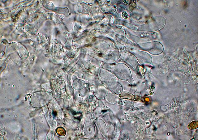 Agrocybe sororia s.l.